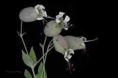 Silene vulgaris